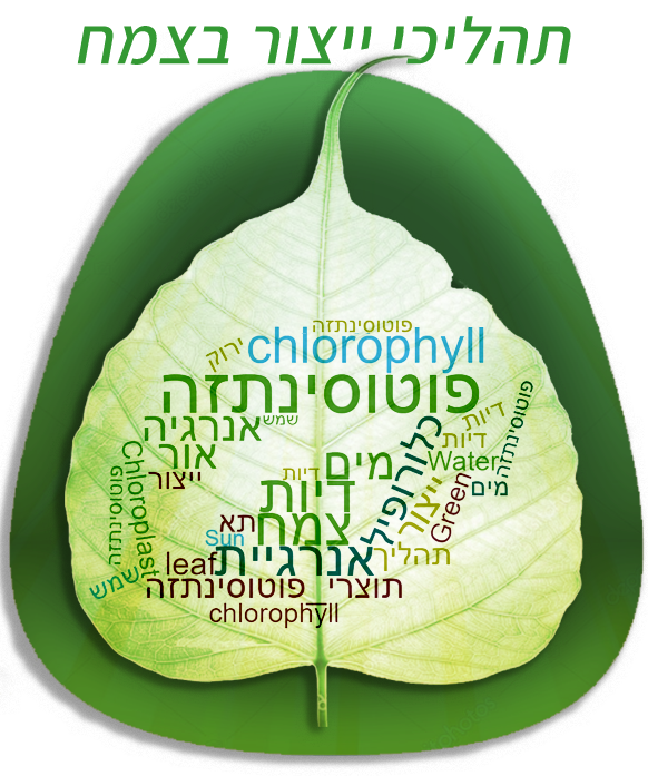 יחידת לימוד תהליכי ייצור בצמח